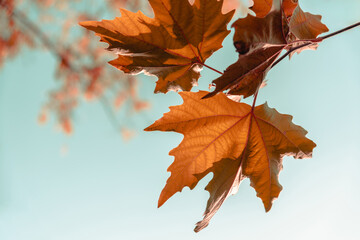 Naklejka na ściany i meble Yellowed leaves of plane tree in front of blue sunny sky in autumn