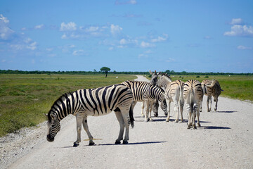 Fototapeta na wymiar Zebras on the road in Etosha National Park, Namibia