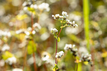 Close-up of buckwheat flower in a field on a summer sunny day