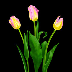 drawing flowers of pink tulip with green leaves at black background , hand drawn botanical illustration
