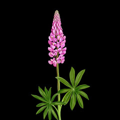 drawing pink flower of lupin, plant of bluebonnet at black background , hand drawn botanical illustration