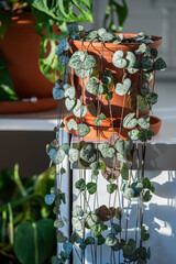 Ceropegia Woodii houseplant with long heart shaped leaves in terracotta pot closeup, sunlight. String of hearts succulent plant in flowerpot. Indoor gardening, hobbies concept.