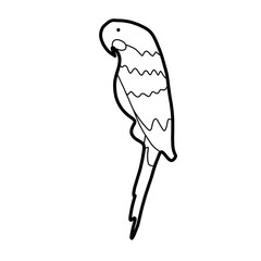 macaw bird Hand drawn organic line doodle