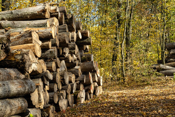 A large pile of stacked chopped brows in the forest after cutting down. The concept of procuring...