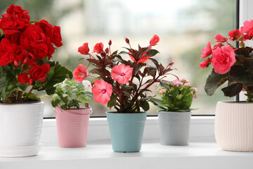 Different beautiful flowers in pots on windowsill indoors