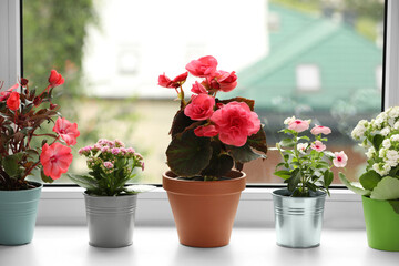 Fototapeta na wymiar Different beautiful flowers in pots on windowsill indoors