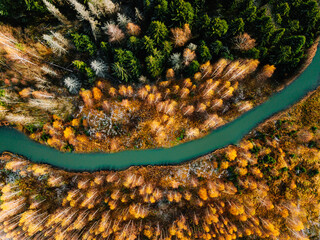 Aerial view of turquoise winding river and golden color autumn woods