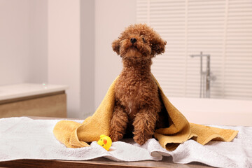Cute Maltipoo dog with towel and rubber duck in bathroom. Lovely pet