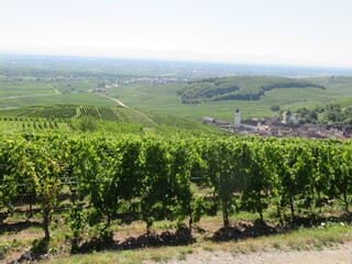 Fototapeta na wymiar , vignoble de Katzenthal, Haut-Rhin, Alsace, France, Route des vins d'Alsace