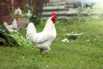 Village yard, poultry walks on the green lawn. White rooster in the foreground