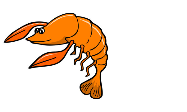 shrimp vector illustration