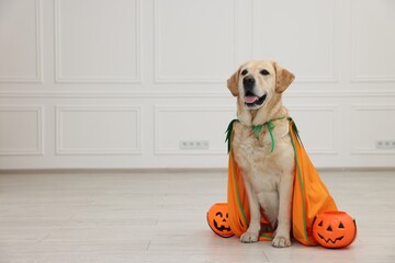 Cute Labrador Retriever dog in costume with Halloween buckets indoors. Space for text