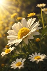 Beautiful chamomile flowers in the garden at sunset.