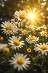 Obraz premium Beautiful chamomile flowers in the garden at sunset.