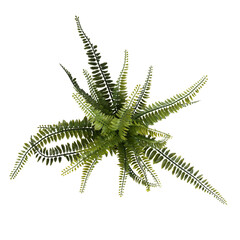 Close up of fern plant isolated on white background. Real photography on white colour bacground.