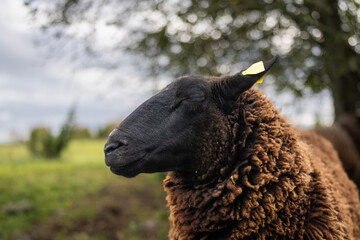 Portrait of a sheep with closed eyes. Coastal meadow.