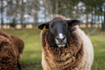 Portrait of a curious sheep. Coastal meadow.
