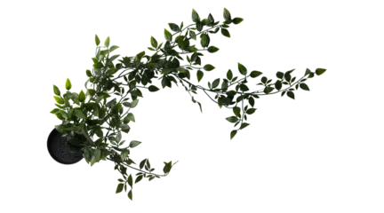 Plexiglas foto achterwand Close up of trailing, vining plant isolated on white background. Real photography on the white colour background. Ivy plant in pot. © Halfpoint