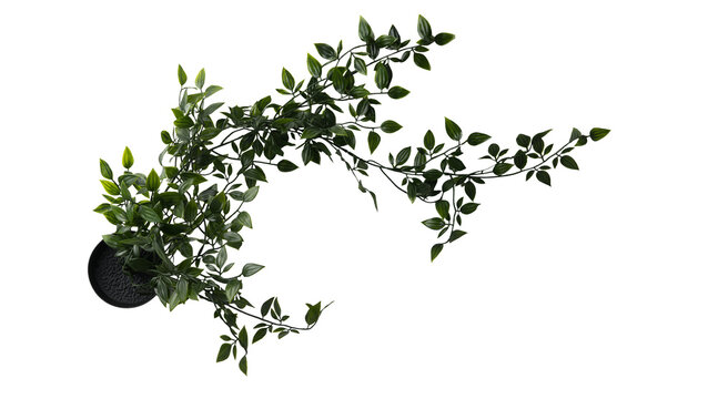 Close Up Of Trailing, Vining Plant Isolated On White Background. Real Photography On The White Colour Background. Ivy Plant In Pot.