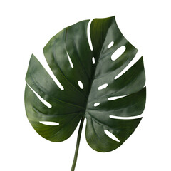 Close up of Monstera deliciosa leaf, isolated on white background. Real photography on the white colour bacground.