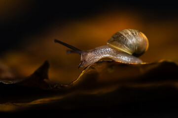 Makroaufnahem Schnecke kriecht auf vertrocknetem Laub
