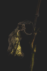 Vertrocknetes Blatt einer Blume vor schwarzem Hintergrund. Low Key Makroaufnahme