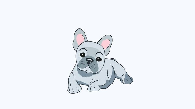 Animation illustration motion graphics Cute gray-blue French bulldog puppy lies and attentively listens his head with big ears