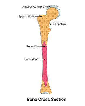 Bone Cross Section Science Design Vector Illustration