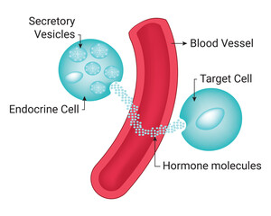 Secretory Vesicles Blood Vessel Science Design Vector Illustration Diagram - obrazy, fototapety, plakaty