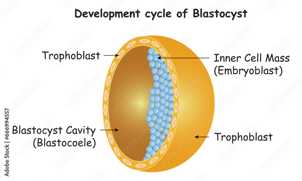 Wall mural development cycle of blastocyst science design vector diagram