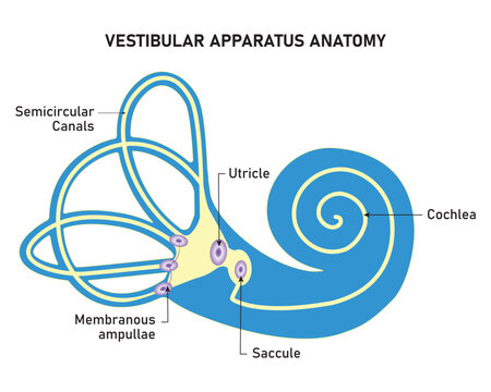 Vestibular Apparatus Anatomy Science Design Vector Illustration