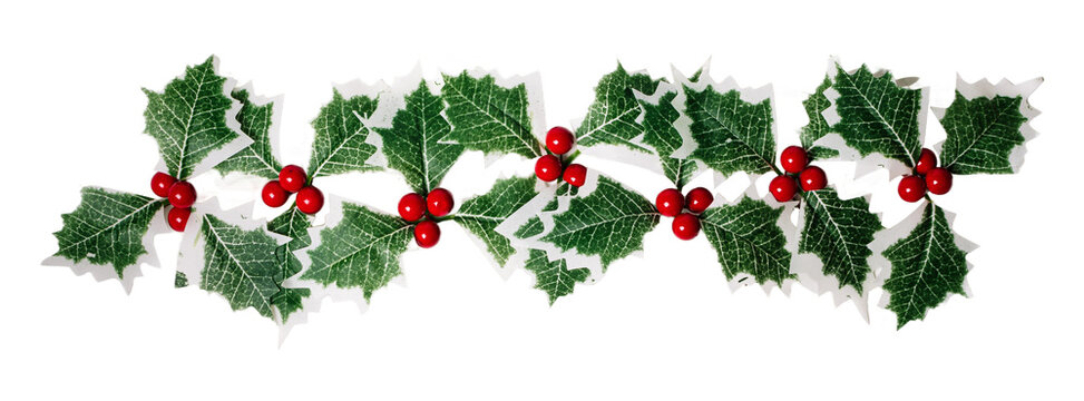 Christmas Holly Berry Leaves, isolated on white or transparent background.