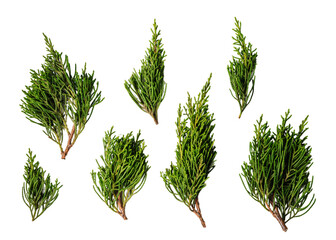 Christmas pine branches set, isolated on white or transparent background.