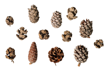 Pine cone set, isolated on white or transparent background.