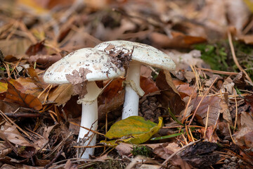 Two death cap mushroom on the forest floor with autumnal foliage