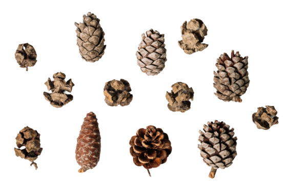 Pine cone set, isolated on white or transparent background.