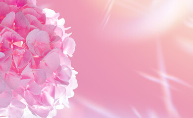Hydrangea flower on pink background. Top view with copy space