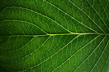 Vessels of green Hydrangea leaf