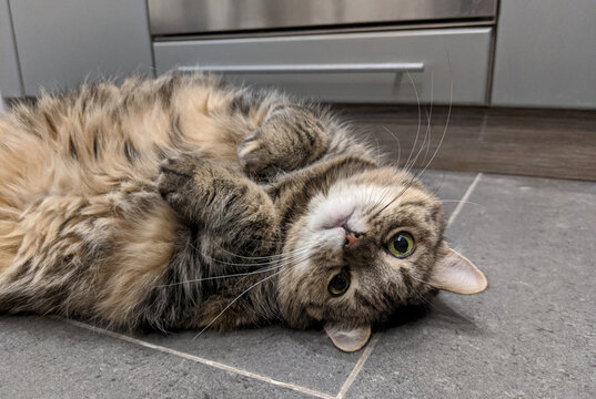 Cute tabby cat getting cozy on the kitchen floor