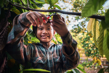 Naklejka na ściany i meble Asian kid boy cocoa farmer uses pruning shears to cut the cocoa pods or fruit ripe yellow cacao from the cacao tree. Harvest the agricultural cocoa business produces.