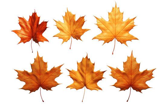 Set of Dry maple leaves illustration isolated on a white or transparent background, PNG.