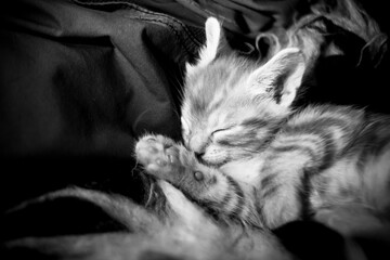 Portrait d'un mignon petit bébé chaton tigré roux à la maison en train de dormir