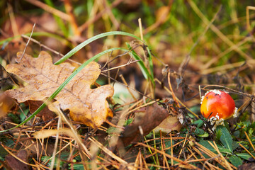 muchomor czerwony, Amanita muscaria (L.) Lam.