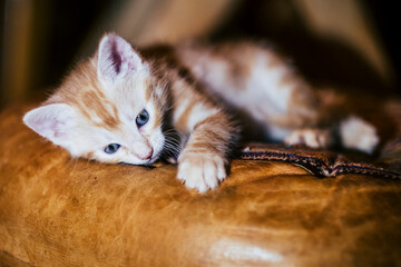 Portrait d'un mignon petit bébé chaton tigré roux à la maison