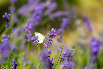 Butterflies on spring lavender flowers under sunlight. Beautiful landscape of nature with a panoramic view. Hi spring. long banner