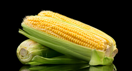 Corn cobs isolated on black background. Fresh raw organic sweetcorn closeup. Hot corn on the cob. Healthy vegetarian food close up