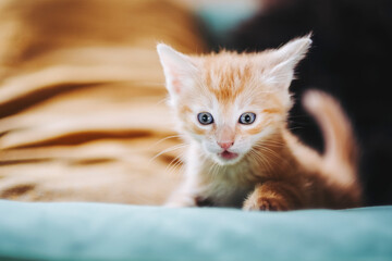 Portrait d'un mignon petit bébé chaton tigré roux à la maison - 667003570
