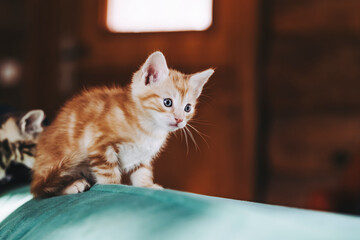 Portrait d'un mignon petit bébé chaton tigré roux à la maison - 667003791