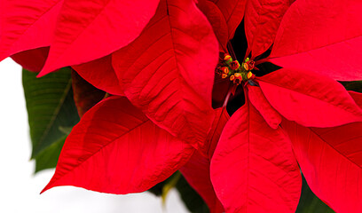 red flower, poinsettia, christmas flower
