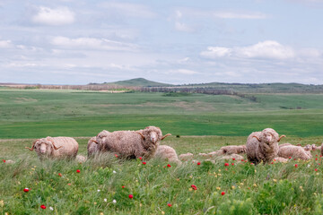 Obraz premium There are many sheep in a beautiful green meadow. A herd of sheep walk in the pasture in the spring